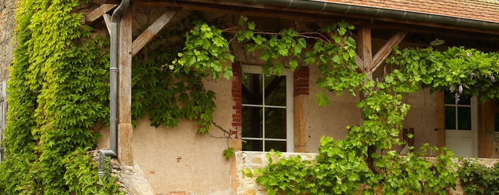 Klimplanten Klimplanten