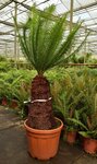 Cycas panzhihuaensis - stam 60 cm - totale hoogte 170 cm - pot &Oslash; 45 cm [PALLET]