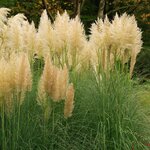 Cortaderia selloana Gold Mini Pampas - totale hoogte 50-60 cm - pot 2 lt