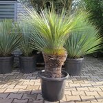 Xanthorrhoea glauca - stam 40-50 cm [pallet]