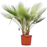 Washingtonia robusta