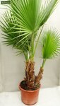 Washingtonia robusta multitrunk - totale hoogte 130-150 cm - pot &Oslash; 40 cm [pallet]