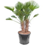 Trachycarpus wagnerianus multitrunk