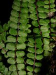 Asplenium trichomanes - pot 0.7 ltr