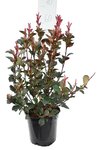 Photinia fraseri Red Robin - totale hoogte 50-70 cm - pot &Oslash; 18 cm