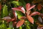 Photinia fraseri Red Robin - totale hoogte 50-70 cm - pot &Oslash; 18 cm