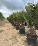 Jubaea chilensis - dikke stam 50-60 cm - totale hoogte 200+ cm - pot 160 ltr [pallet]