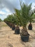 Jubaea chilensis - dikke stam 50-60 cm - totale hoogte 200+ cm - pot 160 ltr [pallet]