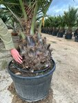 Jubaea chilensis - dikke stam 50-60 cm - totale hoogte 200+ cm - pot 160 ltr [pallet]