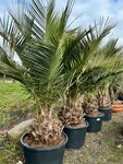 Jubaea chilensis - dikke stam 50-60 cm - totale hoogte 200+ cm - pot 160 ltr [pallet]