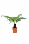 Dicksonia antarctica - stam 15-20 cm - totale hoogte 80-100 cm - pot &Oslash; 26 cm