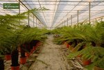 Dicksonia antarctica - stam 150-160 cm [pallet]