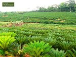 Cycas revoluta - stam 45-55 cm - totale hoogte 130-160 cm - pot &Oslash; 48 cm [pallet]