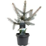 Picea pungens Hoopsii