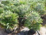 Chamaerops humilis Vulcano - totale hoogte 60-80 cm - pot &Oslash; 24 cm