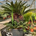 Cycas revoluta - stam 65-75 cm [pallet]