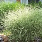 Miscanthus sinensis Morning Light