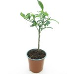 Citrus kumquat - stam 15-25 cm - totale hoogte 40-50 cm - pot &Oslash; 15 cm