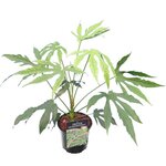 Fatsia polycarpa Green Fingers - totale hoogte 40-60 cm - pot &Oslash; 17 cm