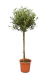 Olea europaea Bol op stam stamhoogte 60-80 cm stamomtrek 8-12 cm