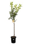 Diospyros kaki - totale hoogte 120-140 cm - pot &Oslash; 28 cm