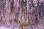 Wisteria sinensis