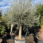 Olea europaea - stamomtrek 50-60 cm [pallet]