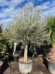 Olea europaea - stamomtrek 50-60 cm [pallet]