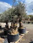 Olea europaea - stamomtrek 120-140 cm [pallet]