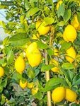 Citrus limon - totale hoogte 150-170 cm - pot &Oslash; 35 cm [pallet]