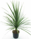 Cordyline australis - pot &Oslash; 26 cm