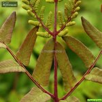 Osmunda regalis Purpurascens