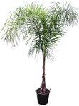 Syagrus romanzoffiana sp. Santa Catarina - stam 60-80 cm - pot &Oslash; 50 cm [pallet]