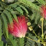 Albizia julibrissin Rouge - pot &Oslash; 17 cm