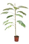 Albizia julibrissin Ombrella Boubri - totale hoogte 80+ cm - pot &Oslash; 17 cm