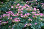 Albizia julibrissin Ombrella Boubri - totale hoogte 80+ cm - pot &Oslash; 17 cm