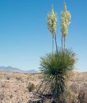 Yucca faxoniana