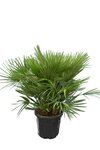 Chamaerops humilis Vulcano - totale hoogte 80-100 cm - pot &Oslash; 40 cm