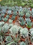 Agave havardiana