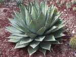 Agave neomexicana