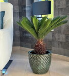 Cycas revoluta set - pot &Oslash; 14 cm + &Oslash; 19 cm + &Oslash; 22 cm