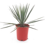 Yucca rigida