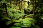 Dicksonia antarctica - stam 20-30 cm