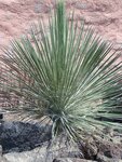 Yucca elata