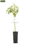 Persea americana - totale hoogte 100-120 cm - pot &Oslash; 18 cm