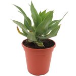 Agave attenuata