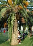 Phoenix canariensis