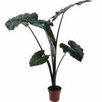 Alocasia sarawakensis Yucatan princess