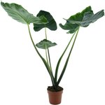 Alocasia Sumo