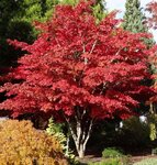 Acer palmatum Atropurpureum